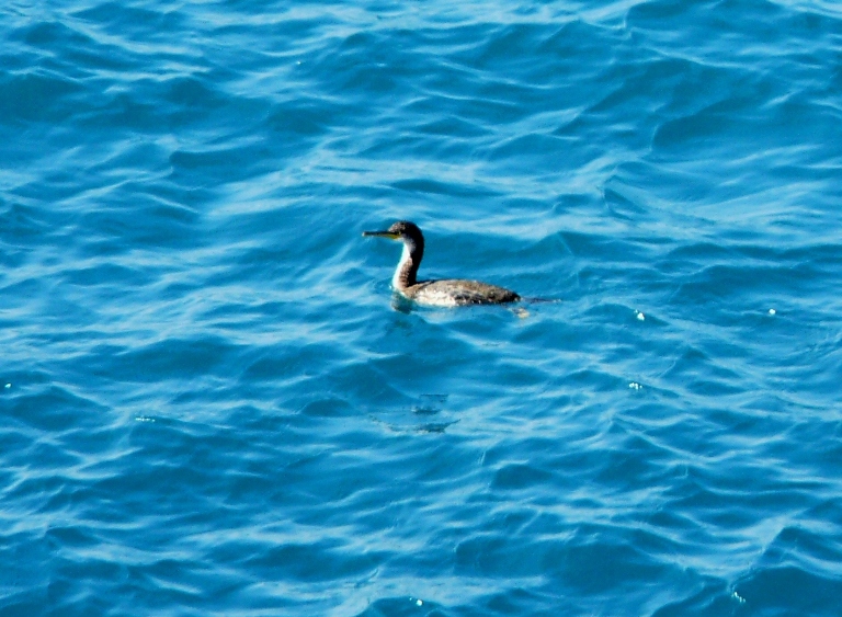 Cormorano giovane o marangone dal ciuffo..???